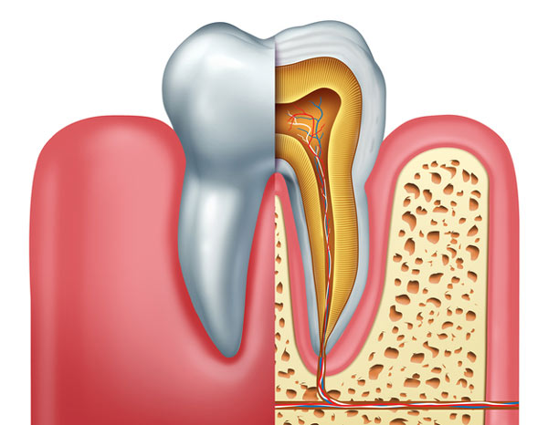 Diagram of tooth showing tooth root for root canal treatment from Riverwind Dental in Richmond, VA